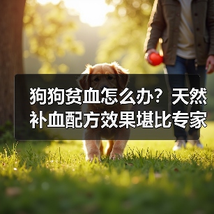 狗狗贫血怎么办？天然补血配方效果堪比专家推荐（图3）