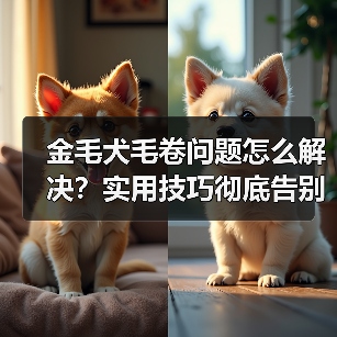 金毛犬毛卷问题怎么解决？实用技巧彻底告别毛卷困扰（图4）
