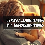 宠物狗人工输精全攻略：科学操作技巧与注意事项