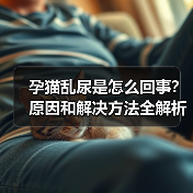 孕猫乱尿到底怎么回事？原因与解决方法全解析