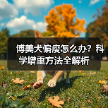 博美犬偏瘦怎么处理？科学增重指南