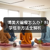 博美犬偏瘦怎么办？科学增重方法全解析（图3）