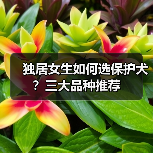 独居女生如何选保护犬？三大品种推荐（图2）