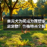 贵宾犬为何成为理想家庭宠物？性格特点全解析（图4）