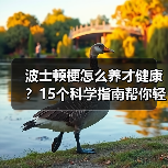 波士顿梗怎么养才健康？15个科学指南帮你轻松应对（图2）