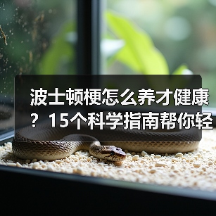波士顿梗怎么养才健康？15个科学指南帮你轻松应对（图3）