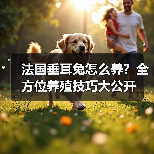 法国垂耳兔怎么养？科学饲养技巧全解析