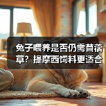 兔子喂提摩西还是苜蓿草？如何科学搭配饮食？