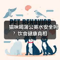 猫咪喝蒲公英水安全吗？饮食健康真相（图3）