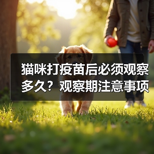 猫咪打疫苗后必须观察多久？观察期注意事项全解析（图3）