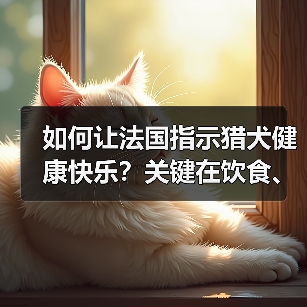 如何让法国指示猎犬健康快乐？关键在饮食、训练与社交化（图2）