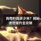 狗每秒跑多少米？揭秘速度提升全攻略