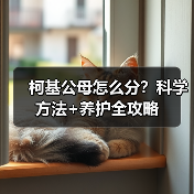 柯基公母怎么分？科学方法+养护全攻略（图3）