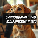 小型犬也能凶猛？揭秘这些犬种的隐藏本性与饲养技巧（图3）