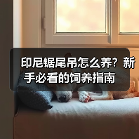 印尼锯尾吊怎么养？新手必看的饲养指南（图4）