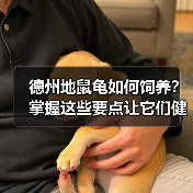 德州地鼠龟如何饲养？掌握这些要点让它们健康快乐成长（图3）