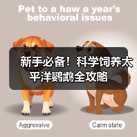 新手必备！科学饲养太平洋鹦鹉全攻略