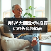 狗界6大细腿犬种推荐，优雅长腿颜值高（图4）