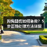 狗狗腿伤如何急救？5步正确处理方法详解（图2）