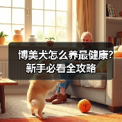 博美犬怎么养最健康？新手必看全攻略（图4）