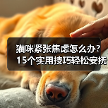 猫咪紧张焦虑怎么办？15个实用技巧轻松安抚（图4）