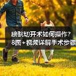膀胱切开术如何操作？8图+视频详解手术步骤（图3）
