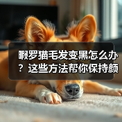 暇罗猫毛发变黑怎么办？这些方法帮你保持颜色不变（图2）