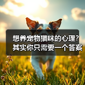 想养宠物猫咪的心理？其实你只需要一个答案（图4）