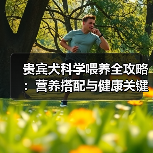 贵宾犬科学喂养全攻略：营养搭配与健康关键（图3）