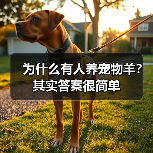 为什么有人养宠物羊？其实答案很简单（图3）