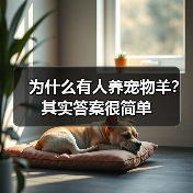 为什么有人养宠物羊？其实答案很简单（图4）