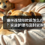猫咪连续呕吐该怎么办？家庭护理与及时就医指南（图2）