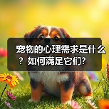 宠物的心理需求是什么？如何满足它们？（图4）
