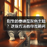 刚生的泰迪是灰色主题？这些方法教你准确判断（图2）