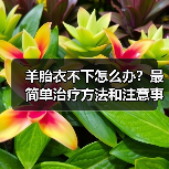 羊胎衣不下怎么办？最简单治疗方法和注意事项详解