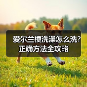 爱尔兰梗洗澡怎么洗？正确方法全攻略
