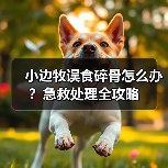 小边牧误食碎骨怎么办？急救处理全攻略（图4）