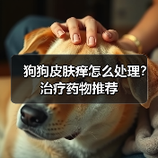 狗狗皮肤痒怎么处理？治疗药物推荐（图2）