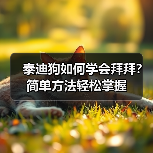 泰迪狗如何学会拜拜？简单方法轻松掌握（图4）