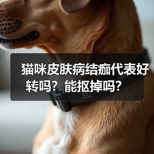 猫咪皮肤病结痂代表好转吗？能抠掉吗？（图3）