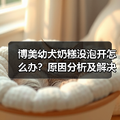 博美幼犬奶糕没泡开怎么办？原因分析及解决方法（图2）