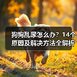 狗狗乱尿怎么办？14个原因及解决方法全解析