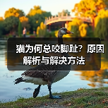 猫为何总咬脚趾？原因解析与解决方法（图2）