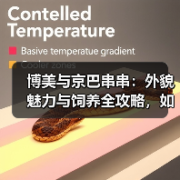 博美与京巴串串：外貌魅力与饲养全攻略，如何选择与护理？（图2）