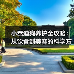 小泰迪狗养护全攻略：从饮食到美容的科学方法（图4）