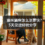 猫咪猫癣怎么治更快？5天见效经验分享（图2）