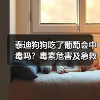 泰迪狗狗吃了葡萄会中毒吗？毒素危害及急救处理全解析