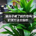 猫鼻子破了能自愈吗？护理方法全解析（图2）