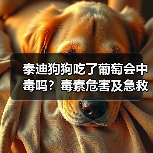 泰迪狗狗吃了葡萄会中毒吗？毒素危害及急救处理全解析（图3）