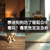 泰迪狗狗吃了葡萄会中毒吗？毒素危害及急救处理全解析（图4）